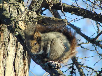 Low angle view of squirrel on tree