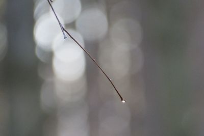 Close-up of water drops on plant
