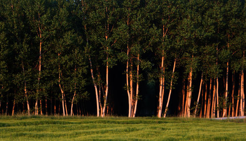 View of trees in forest
