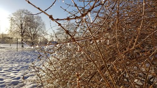 Snow covered bare trees against sky