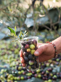 Close-up of hand holding fruits