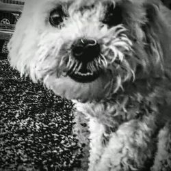 Close-up portrait of dog