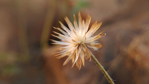 Close-up of fresh flower