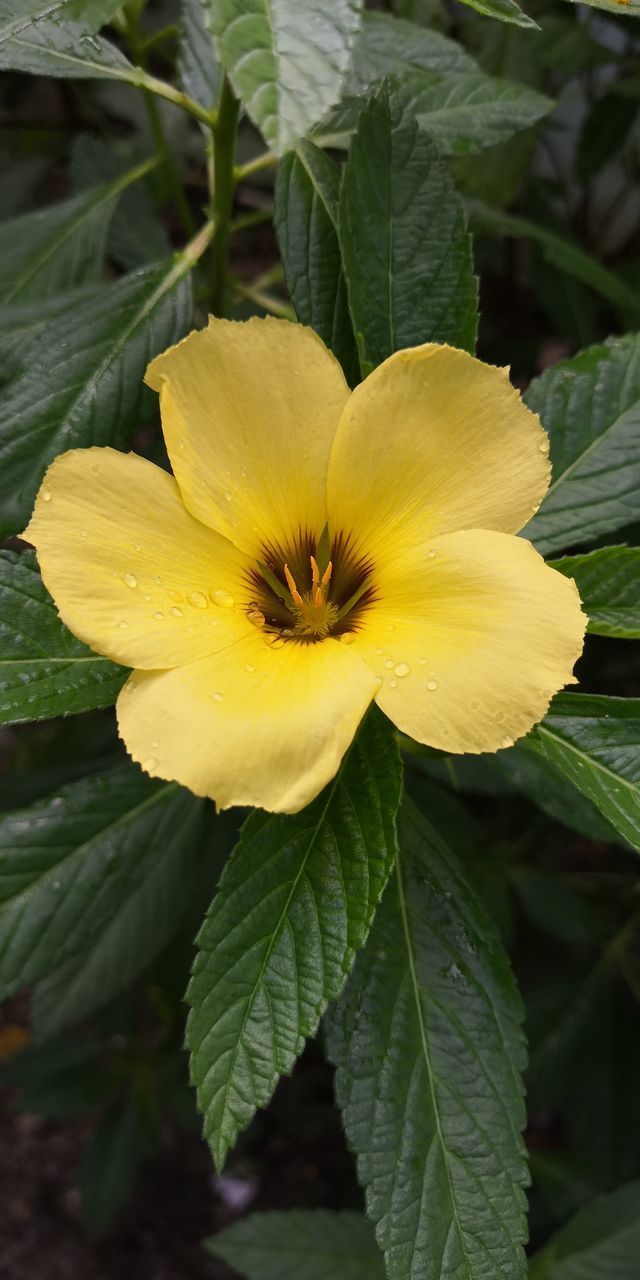 CLOSE-UP OF YELLOW FLOWERING PLANTS