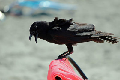 Close-up of bird perching outdoors
