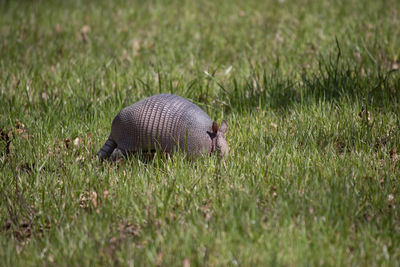 View of an animal on land