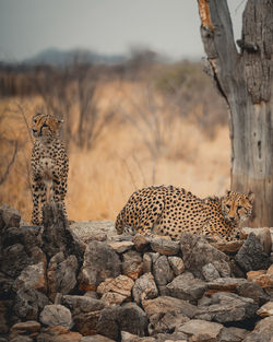 Cat lying on rock