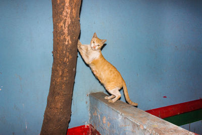 Horse sitting outdoors