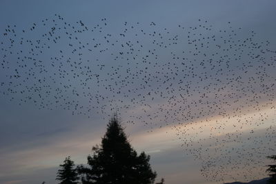 Low angle view of birds flying in sky