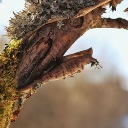 Low angle view of insect on tree trunk