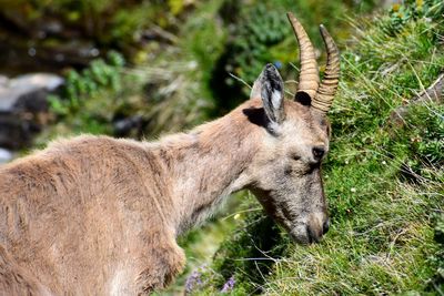 Side view of deer on field