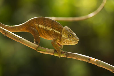 Close-up of a lizard on branch