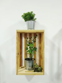 Close-up of potted plant on table against wall