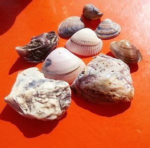 Close-up of seashell on sand