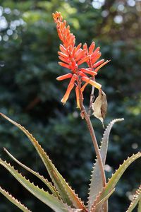 Close-up of red flowering plant