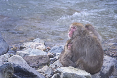 Travel asia. japanese monkey family with parents, children are soaking in the onsen.