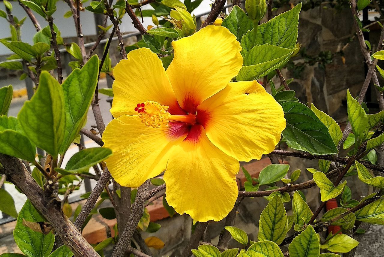 CLOSE-UP OF YELLOW FLOWER