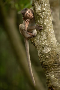 Infant on tree trunk