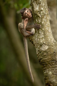 Baby long-tailed macaque clings to tree trunk