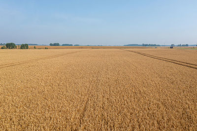 Golden wheat field with tractor tracks is the time of grain harvest on the farm