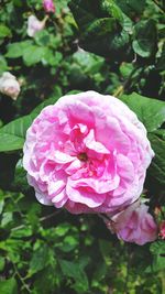 Close-up of pink rose blooming outdoors