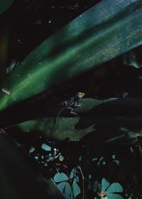 High angle view of a lizard on leaf