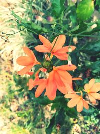 High angle view of orange flowering plants on field