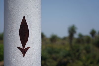 Close-up of plant against sky