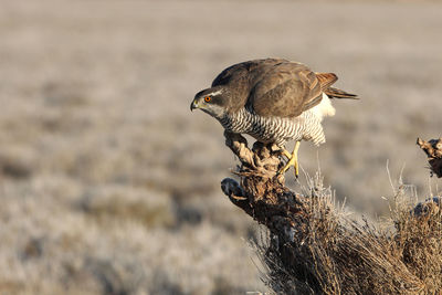 Close-up of bird perching on wood