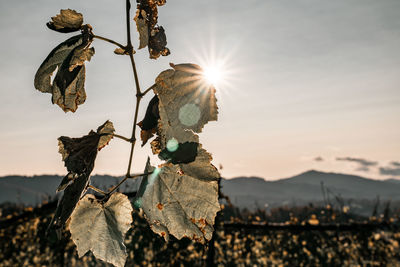 Close-up of dry leaves on field against sky during sunset