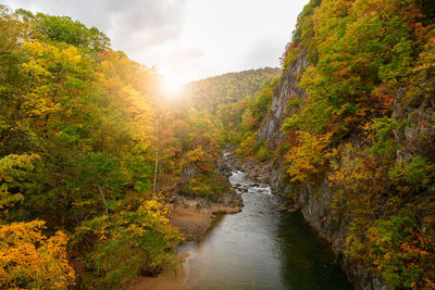 River flowing amidst trees in forest against sky during autumn