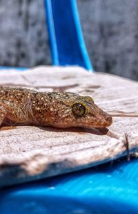 Close-up of fish underwater