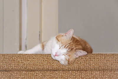 Close-up of cat sleeping on pet bed