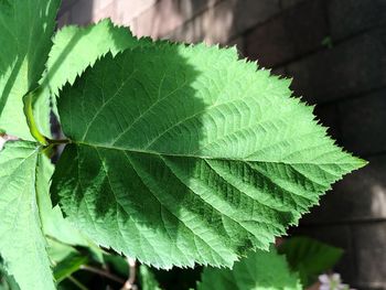 Close-up of plant leaves