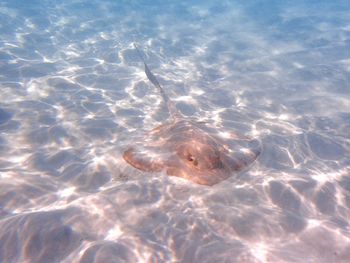 High angle view of fish swimming in sea
