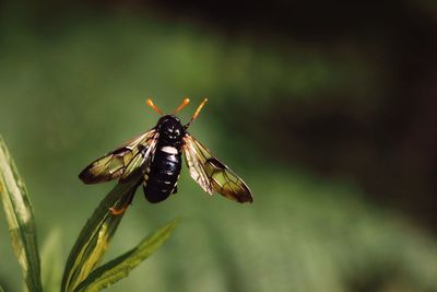 Close-up of bee pollinating flower