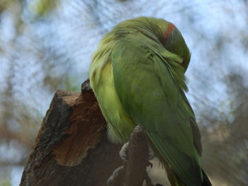 Low angle view of parrot perching on tree