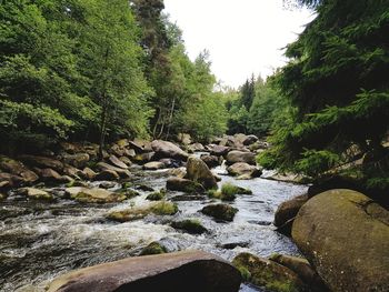 Scenic view of river amidst trees in forest against sky