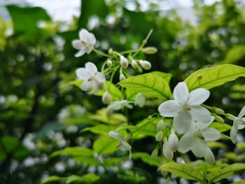 Close-up of white flowering plant