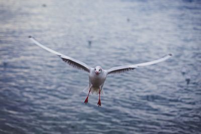 Seagull flying over sea