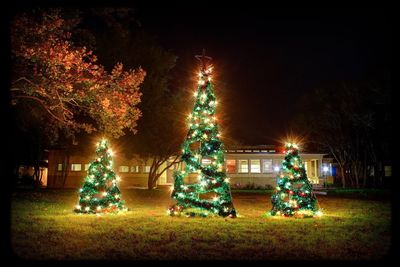 View of illuminated trees at night