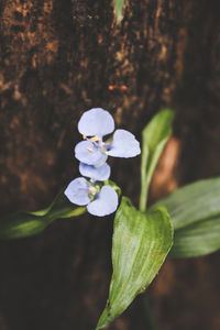 Close-up of flower against blurred background