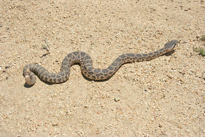 High angle view of animal on sand