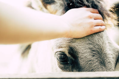 Close-up of dog
