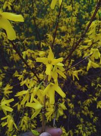 Close-up of yellow flowers