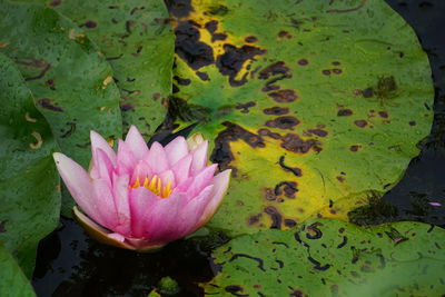 Close-up of lotus water lily in pond