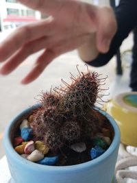 Close-up of person holding cactus in pot