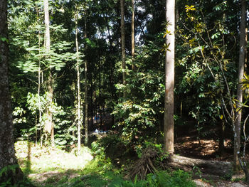 Trees growing in forest