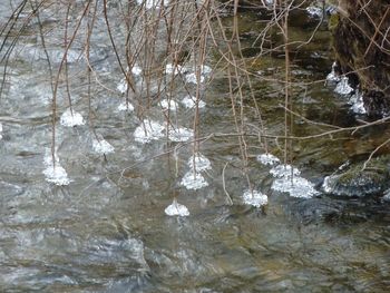 Reflection of trees in water