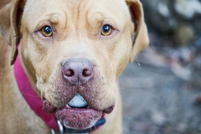 Close-up portrait of dog